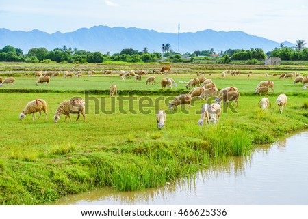 PHAN THIET-VIETNAM. AUG 07, 2016. A view of sheep on farm in Phan thiet-Binh Thuan, Vietnam