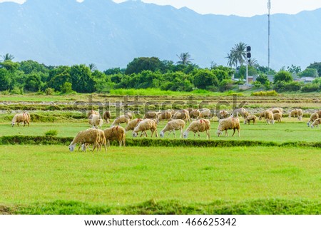PHAN THIET-VIETNAM. AUG 07, 2016. A view of sheep on farm in Phan thiet-Binh Thuan, Vietnam