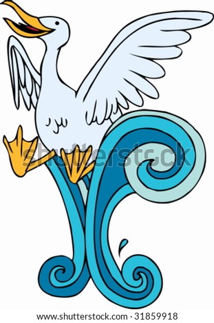 Seagull Swimming