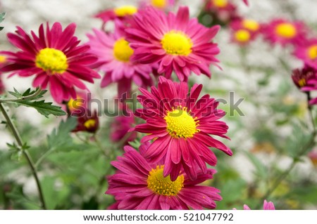 Chrysanthemum indicum, Indian chrysanthemum, Oury, mum flowers in 