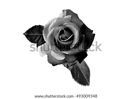 From the Editor White Rose, Black Forest - Kindle edition by Eoin Dempsey. Download it once and read it on your Kindle device, PC, phones or tablets. Use features like bookmarks, note taking and highlighting while reading White Rose, Black Forest.