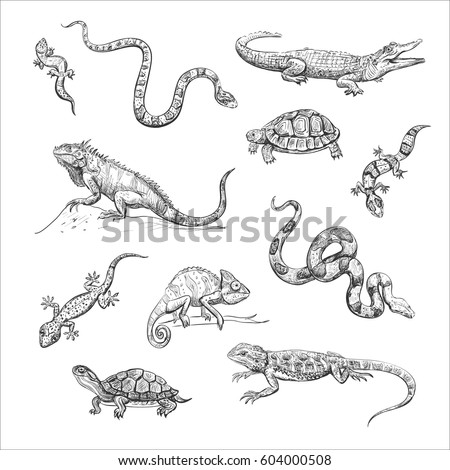 Isolated Sketch On White Background Reptiles Stock Vector 604000508 ...