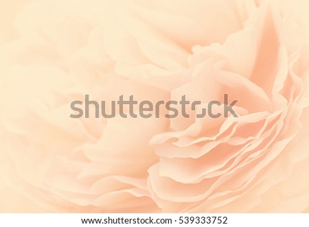 Unfocused blur rose petals, toned, light and heart bokeh background, pastel and soft card