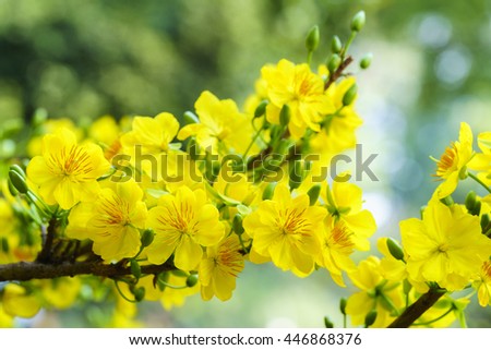 Yellow Apricot Flower