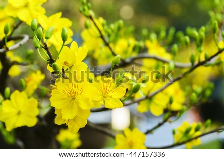 Yellow Apricot Flower