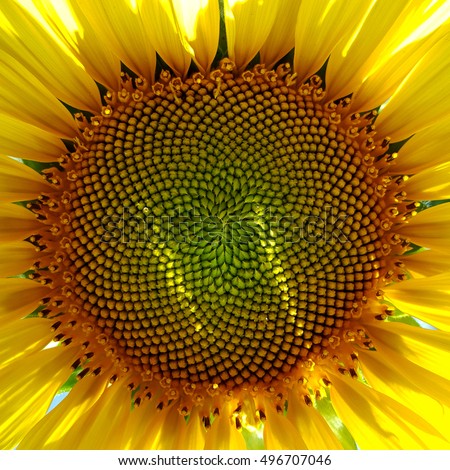 Sunflower Fibonacci Spiral Clip Art