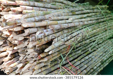 Close up Sugarcane