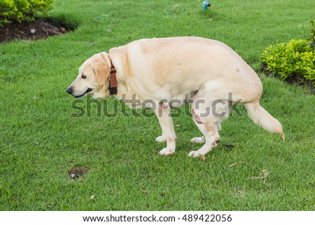 Feces Stock Images, Royalty-Free Images & Vectors | Shutterstock