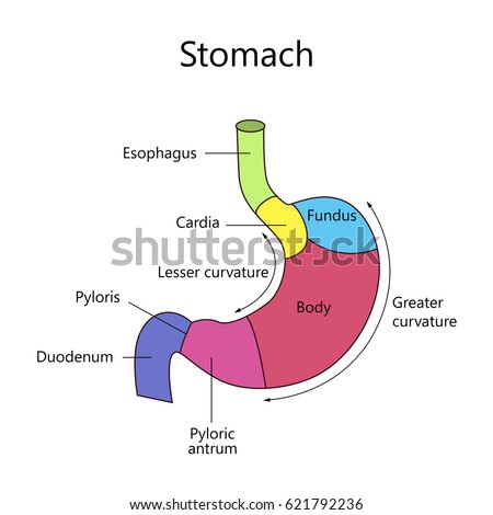 Antrum Stock Images, Royalty-Free Images & Vectors | Shutterstock