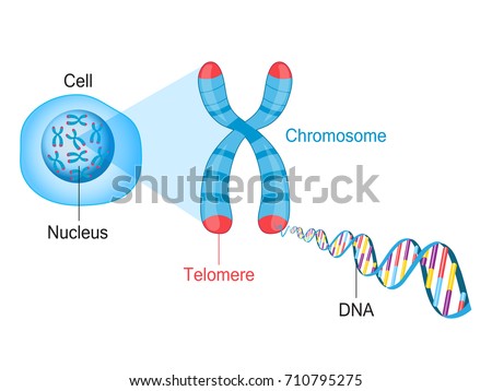 Telomeres Protective Caps On End Chromosomes Stock Vector 710795275 ...