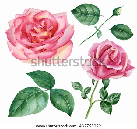 Rose Stock Photos, Royalty-Free Images & Vectors - Shutterstock