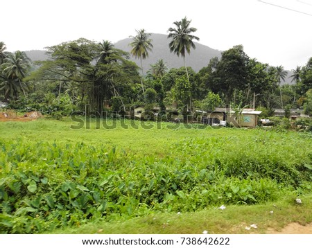 All? southeast asian rain forest 3012 Southeast asian rain forest 3012