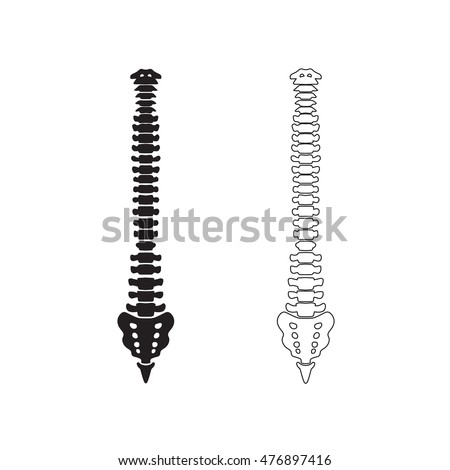 Hand drawn vector spine isolated on white. Front view.
Hand drawn vector spine isolated on white. Front view.