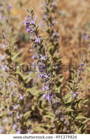 Lamiaceae Stock Images Royalty-Free Images Vectors Shutterstock