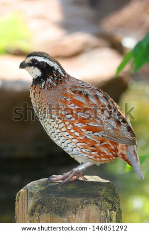 bobwhite quail stock images royalty free images vectors bobwhite quail stock images royalty free images vectors