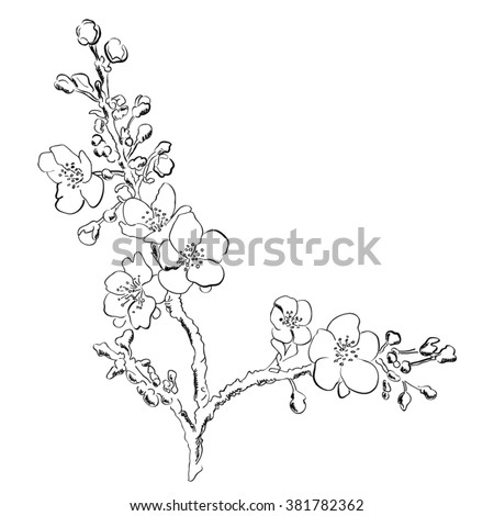 Blossom flower.Black and white hand drawn vector illustration in sketch style.