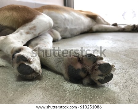 Dog Paw Print Stock Images, Royalty-Free Images & Vectors | Shutterstock