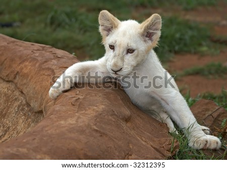 Pedigree Blue Heeler Puppy Australian Cattle Stock Photo ... Pedigree Blue Heeler Puppy Australian Cattle Stock Photo ...