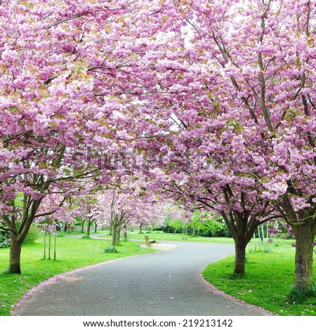 value 9 cherry tree park edinburgh scenic springtime view winding garden path stock photo 386296765 value 9 cherry tree park edinburgh scenic springtime view winding garden path stock photo 386296765