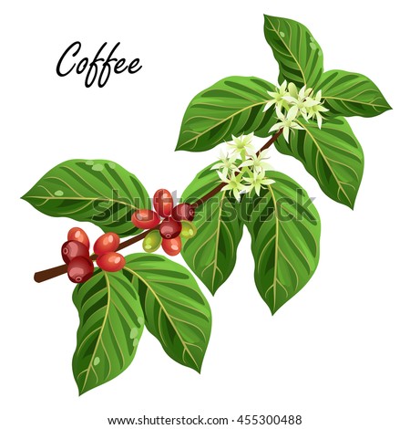 Coffee Tree Branch With Beans And Flowers Vector Illustration Isolated On White Background Coffee Tree Branch With Beans And Flowers Vector Illustration Isolated On White Background