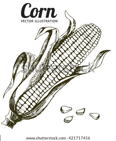 Corn, Maize or Zea mays, vintage engraving. Monochrome illustration with corn on a light background. Illustration, vector, isolated.