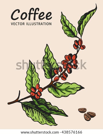 Coffee Tree Coffee Tree