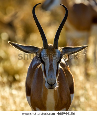 Buck Stock Photos, Royalty-Free Images & Vectors - Shutterstock