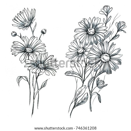 hand drawn line art watercolor chamomile stock illustration hand drawn line art watercolor chamomile stock illustration