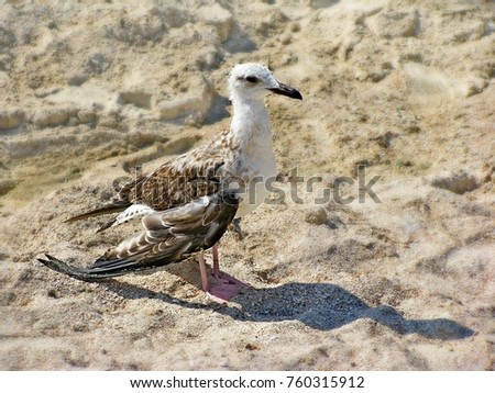 seagull injured broken wing sad standing stock photo seagull injured broken wing sad standing stock photo