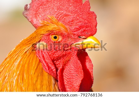 gay cocks up close pics free lesbian gay chorus of san francisco