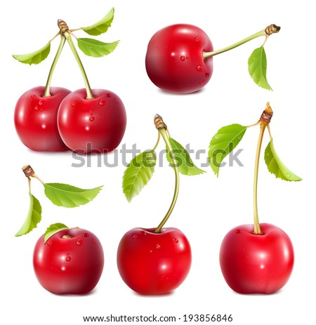 Big collection of photo-realistic vector illustration of ripe red cherries.