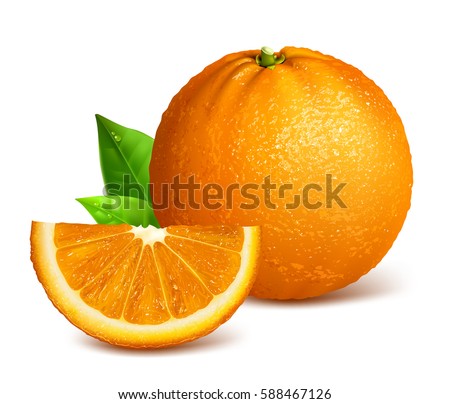 Whole ripe oranges and slices. Vector illustration of orange. Fully editable handmade mesh.