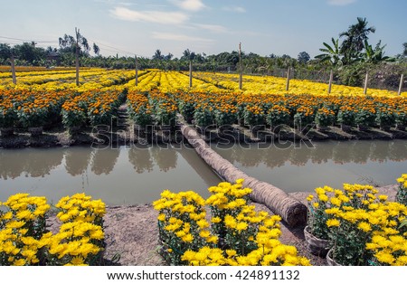 DONG THAP, Vietnam, February 14, 2015 field of flowers, Sa Dec flower-growing villages, Dong Thap Province, Vietnam