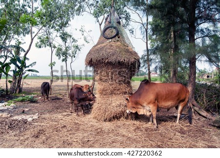 QUANG TRI, Vietnam, November 17, 2015 cows, eating fodder, rural Quang Tri, Vietnam
