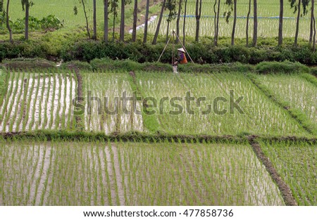 HAI DUONG, Vietnam, August 26, 2016 the woman, tending rice paddies, a suburb of Hai Duong, Vietnam