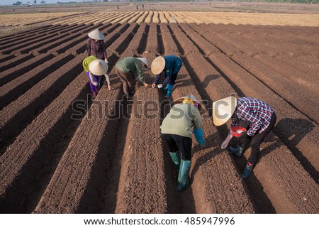 HAI DUONG, Vietnam, September 20, 2016 farmers groups, rural Hai Duong, planting carrots