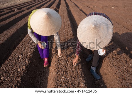 HAI DUONG, Vietnam, September 20, 2016 farmers groups, rural Hai Duong, planting carrots