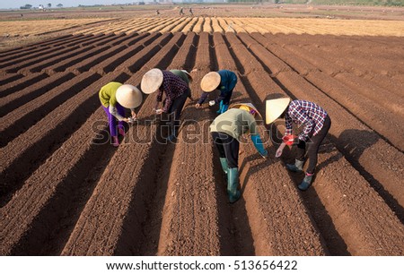 HAI DUONG, Vietnam, September 20, 2016 farmers groups, rural Hai Duong, planting carrots