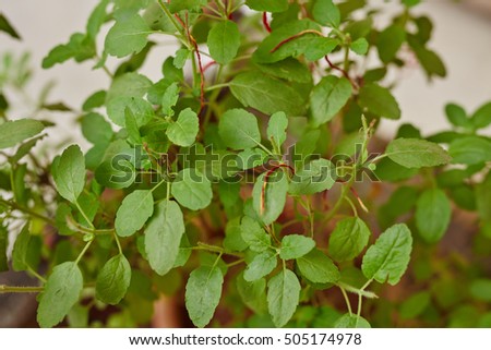 where to buy calcium carbonate powder in australia topamax cost without insurance