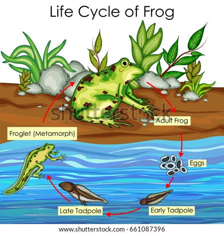 Metamorphosis Stock Vectors, Images & Vector Art | Shutterstock