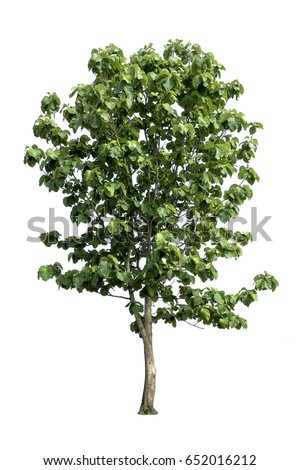 Tree Realistic Stock Vector 474943933 - Shutterstock