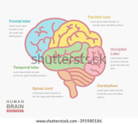 Midbrain Stock Images, Royalty-Free Images & Vectors | Shutterstock