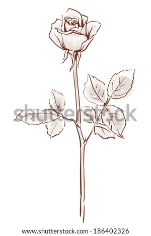 Rose Drawing Stock Photos, Images, & Pictures | Shutterstock