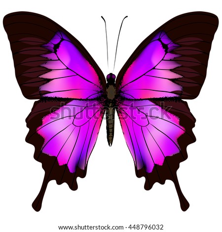 Butterfly Beautiful Pink Purple Butterfly Isolated Stock Illustration ...