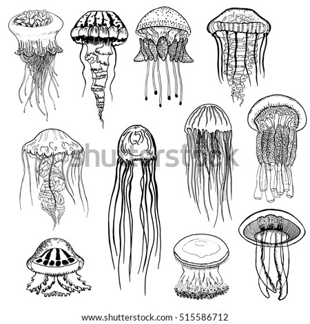 set of hand drawn jellyfish vintage collection of isolated black and white marine fauna