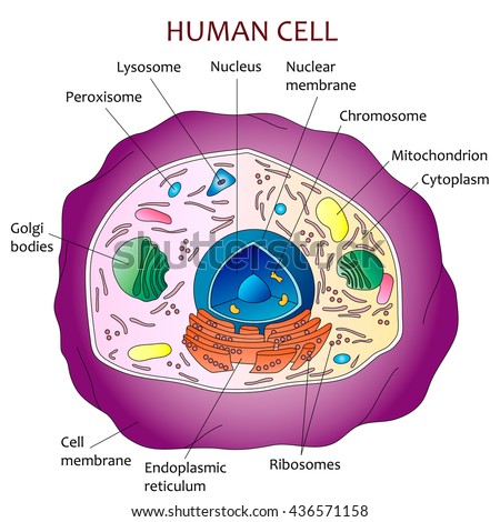 Human Cell Diagram Illustration On White Stock Illustration 436571158