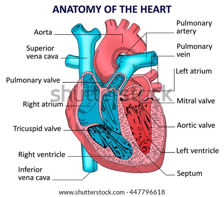 Human Heart Anatomy Vector Diagram Stock Vector 447796618 ...