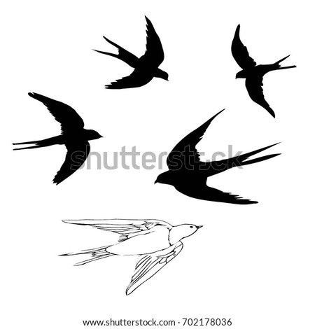 Swallow Stock Images, Royalty-Free Images & Vectors | Shutterstock