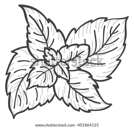 Download Mint Hand Draw Sketch Stock Vector 401864125 - Shutterstock