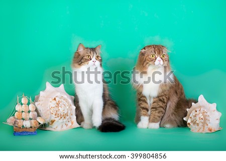 stock-photo-two-beautiful-fluffy-cat-with-sea-shells-and-a-toy-ship-on-a-green-background-399804856.jpg